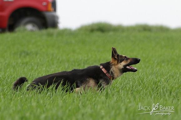 IMG_3207©JACKBAKERPHOTOS