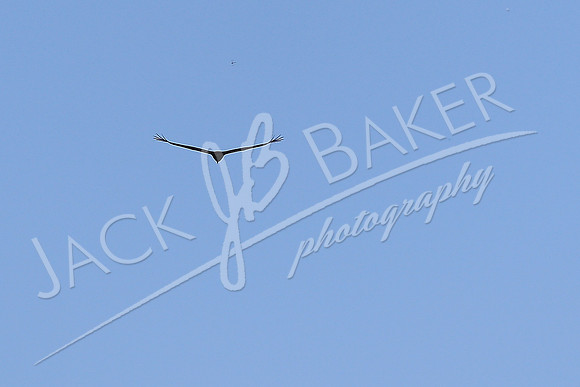 IMG_8795 - ©JACKBAKERPHOTOS