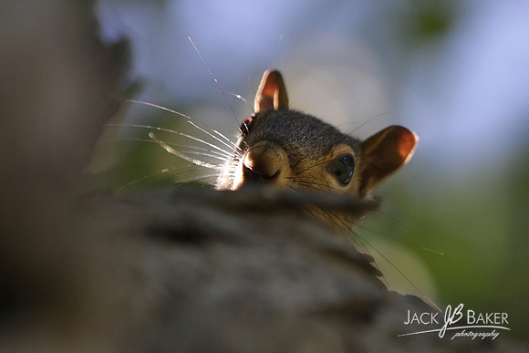 IMG_6875-©JACKBAKERPHOTOS