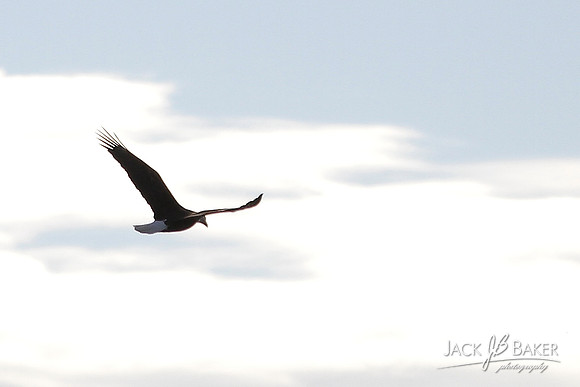 IMG_7464©JACKBAKERPHOTOS
