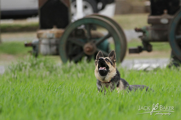 IMG_3120©JACKBAKERPHOTOS
