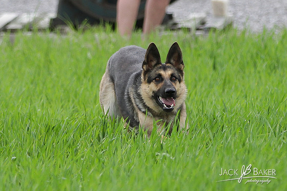 IMG_3082©JACKBAKERPHOTOS