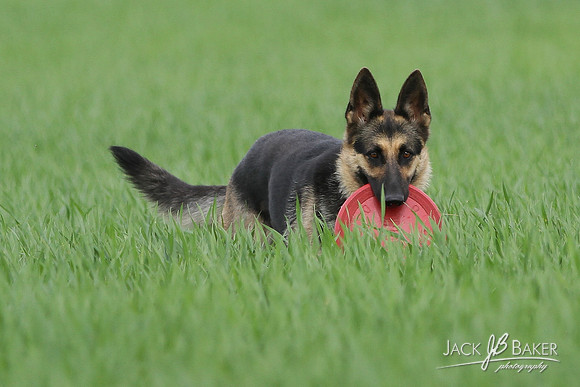 IMG_3335©JACKBAKERPHOTOS
