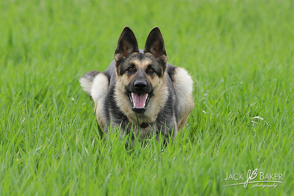 IMG_3066©JACKBAKERPHOTOS