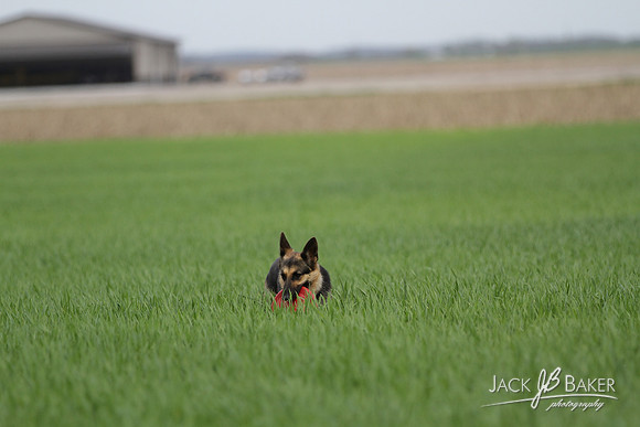 IMG_3338©JACKBAKERPHOTOS