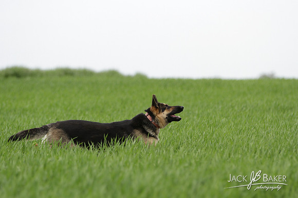 IMG_3208©JACKBAKERPHOTOS