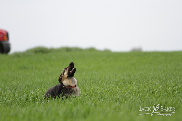 IMG_3419©JACKBAKERPHOTOS