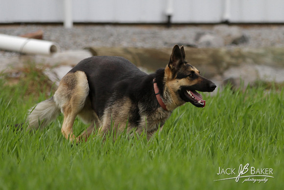 IMG_3198©JACKBAKERPHOTOS