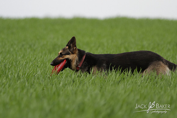 IMG_3279©JACKBAKERPHOTOS