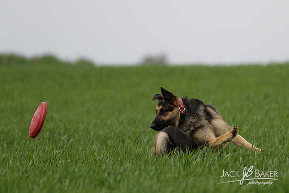 IMG_3400©JACKBAKERPHOTOS