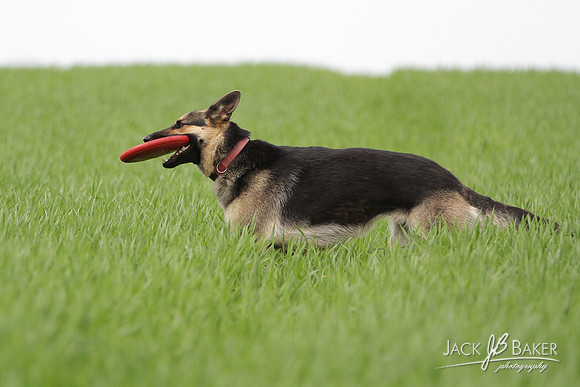 IMG_3277©JACKBAKERPHOTOS