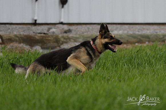 IMG_3199©JACKBAKERPHOTOS