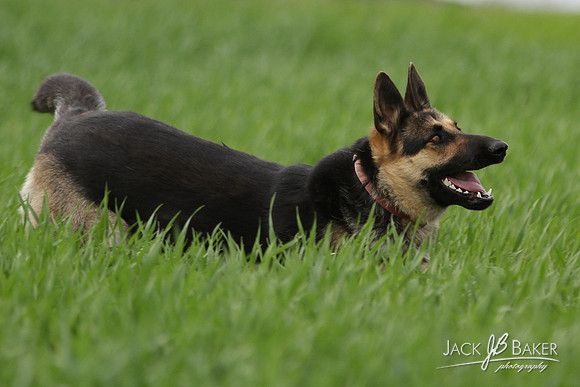 IMG_3224©JACKBAKERPHOTOS