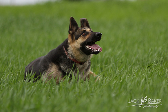IMG_3247©JACKBAKERPHOTOS