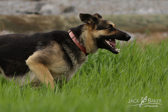 IMG_3260©JACKBAKERPHOTOS