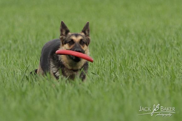 IMG_3361©JACKBAKERPHOTOS