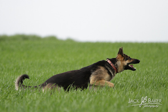 IMG_3268©JACKBAKERPHOTOS