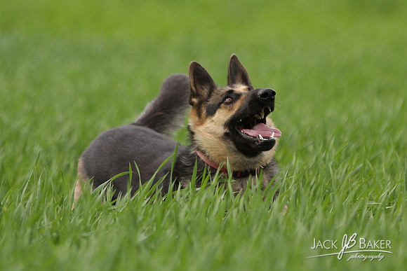 IMG_3248©JACKBAKERPHOTOS